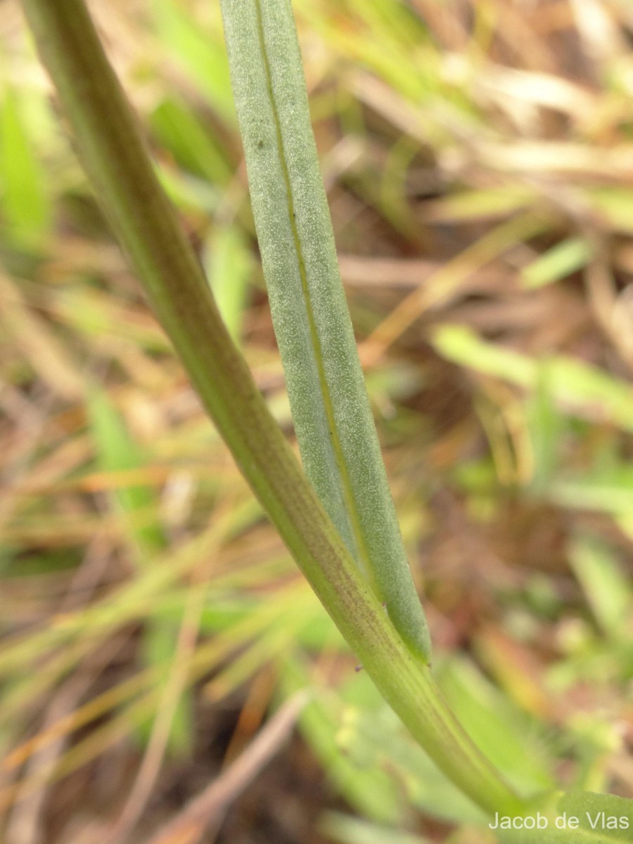 Senecio zeylanicus DC.